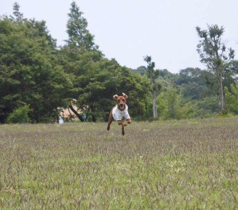 飛行犬