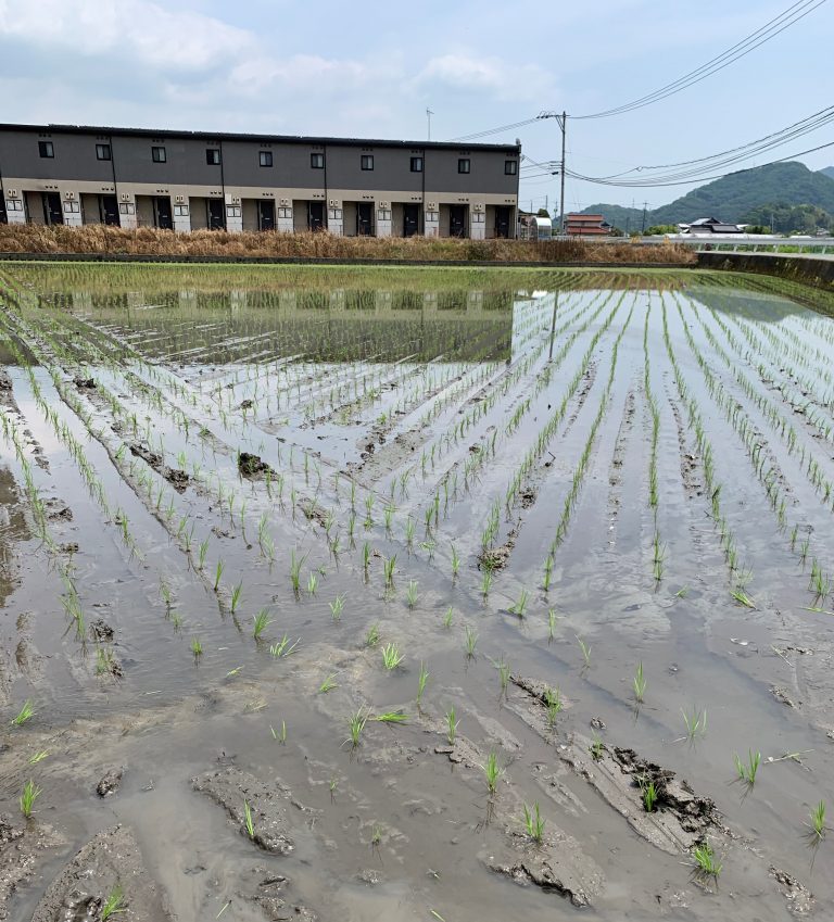 田植え