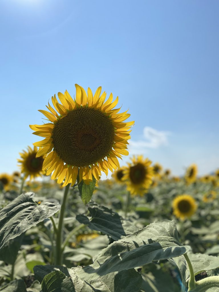 夏の思い出