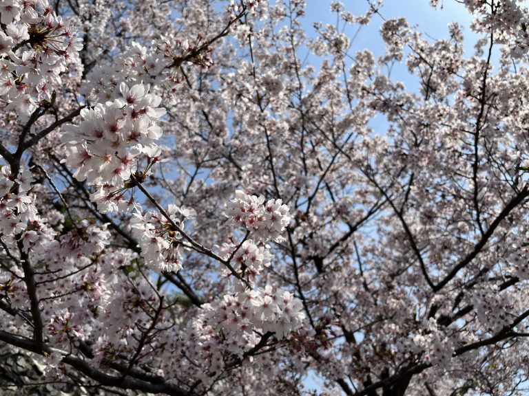 お花見🌸
