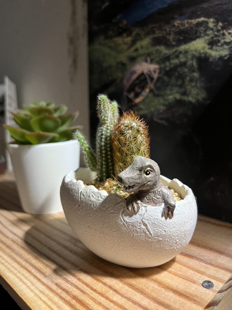 お家のサボテン🌵