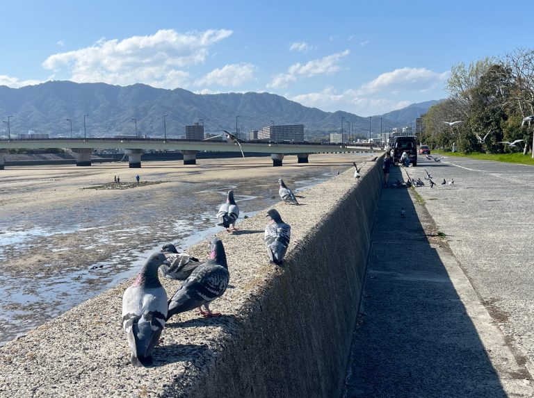 ハトと野良ネコとオジサン
