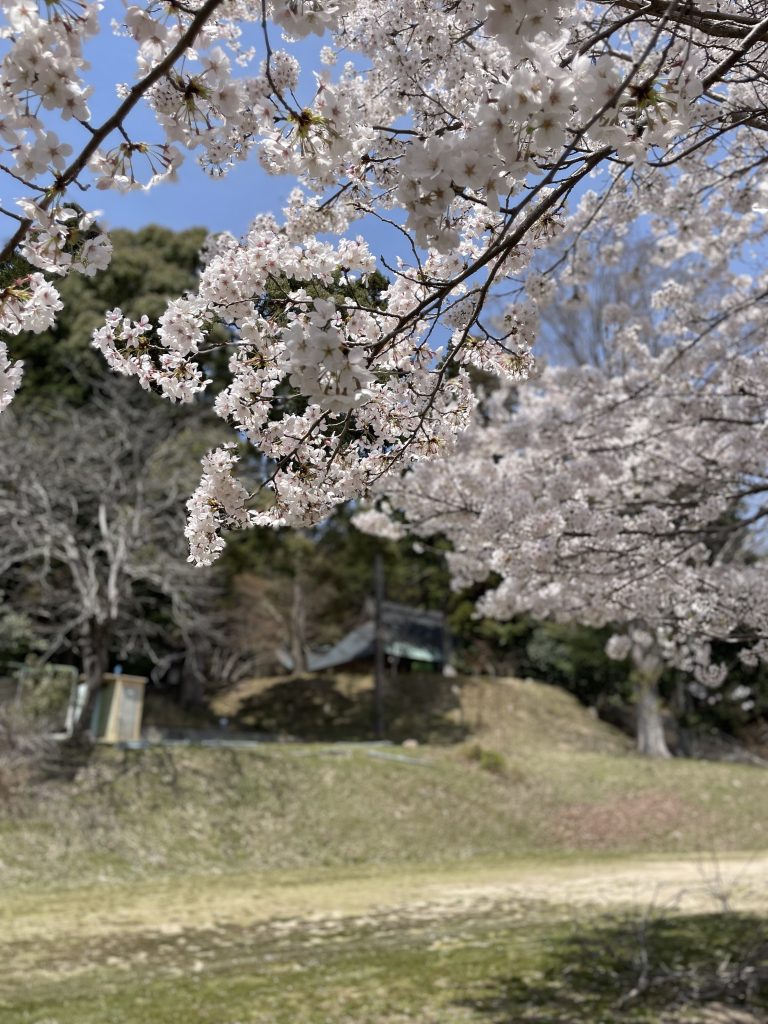 桜、さくら、サクラ