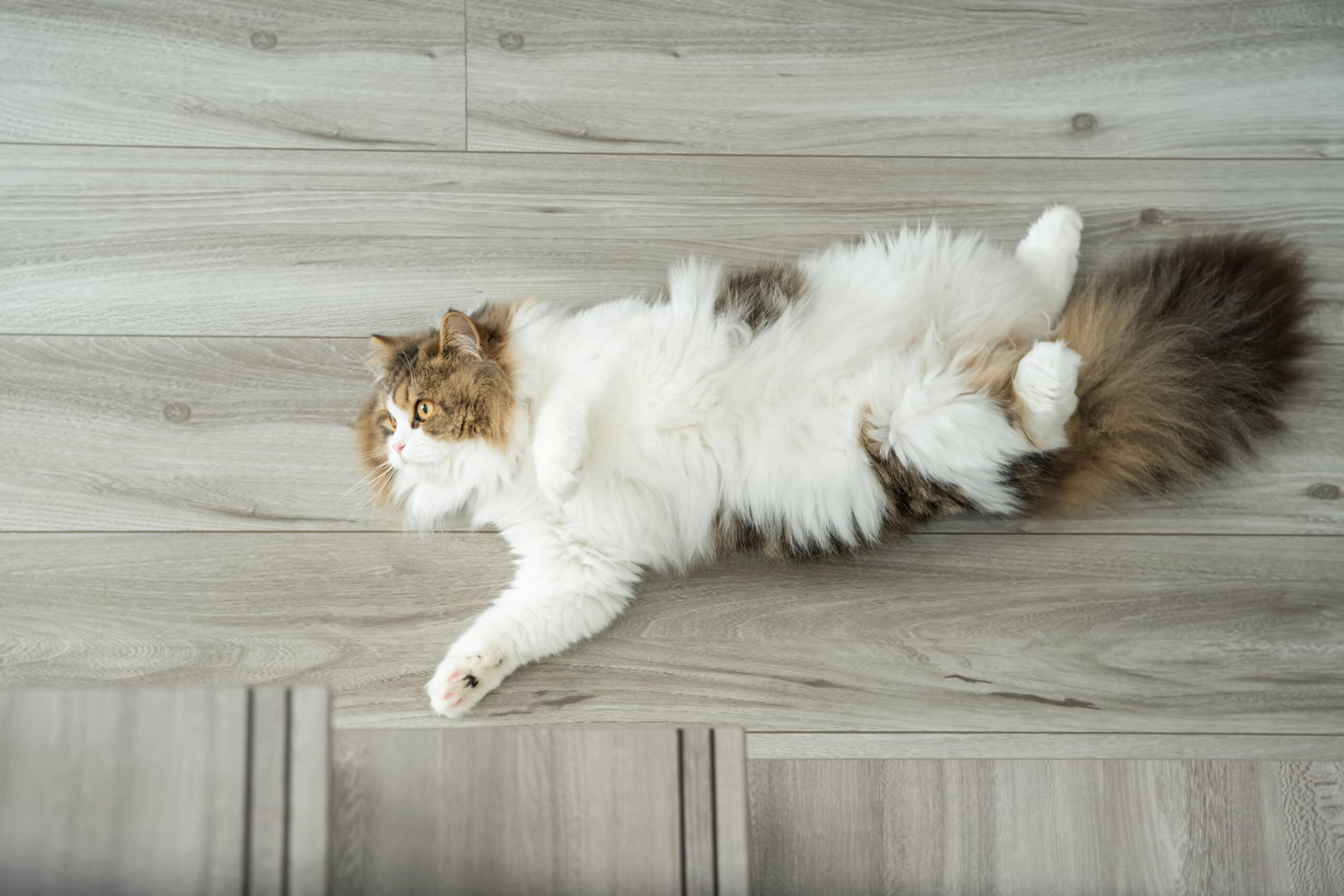 広い屋根を活かした太陽光発電で愛猫のエアコン代をまかなう