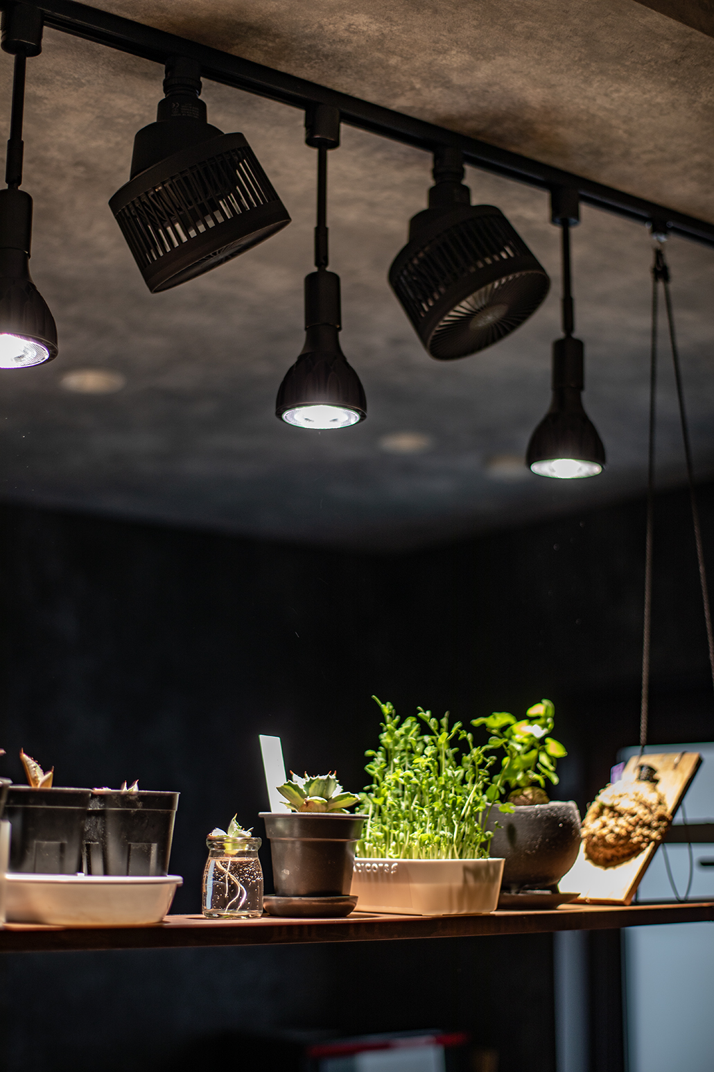 スポット照明でライトアップされているのは、キッチンの吊り棚にディスプレイされたご主人の観葉植物