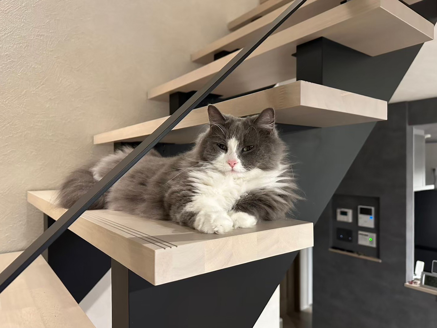 キャットウォーク