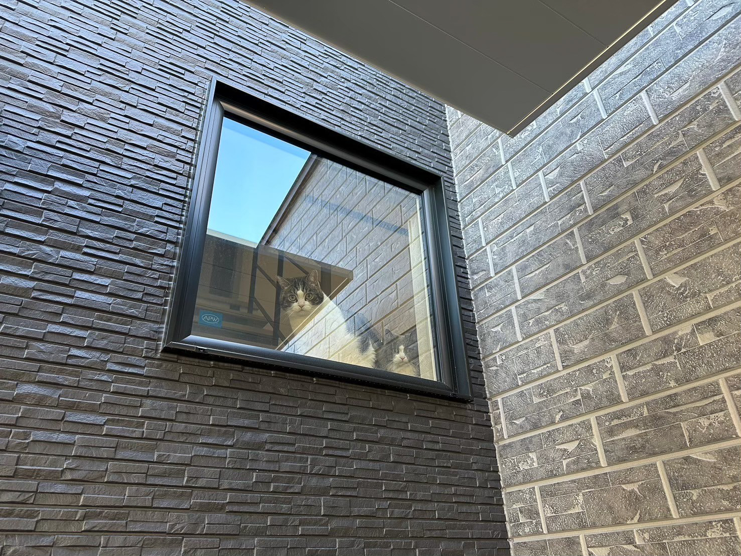 キャットウォーク