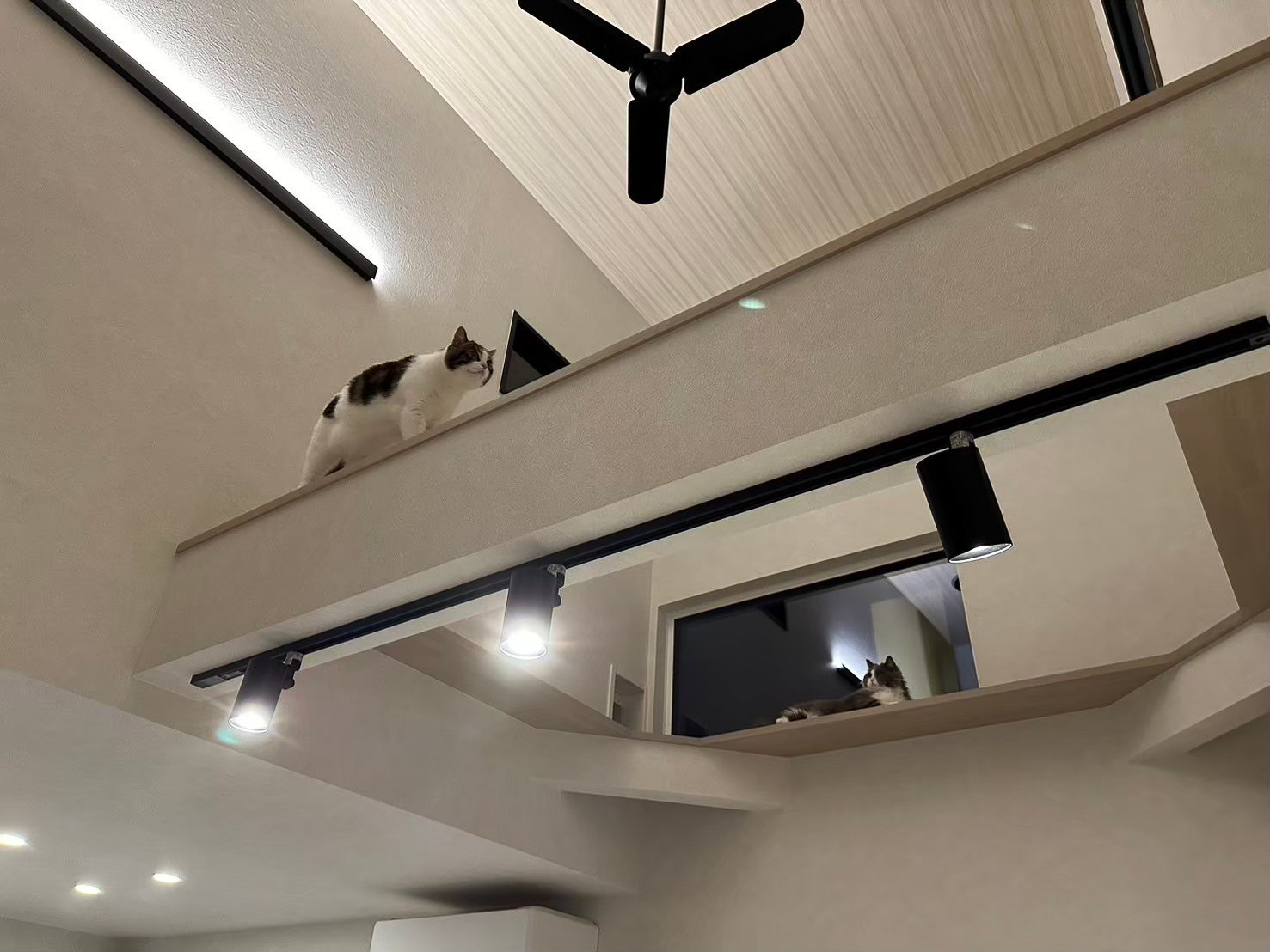 キャットウォーク