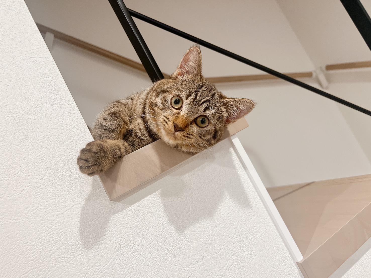 新しい家でくつろぐねこちゃん。階段からLDKに顔を出す様子がなんともたまらなく可愛い。